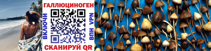 Галлюциногенные грибы Psilocybine cubensis  продажа наркотиков  Нелидово 